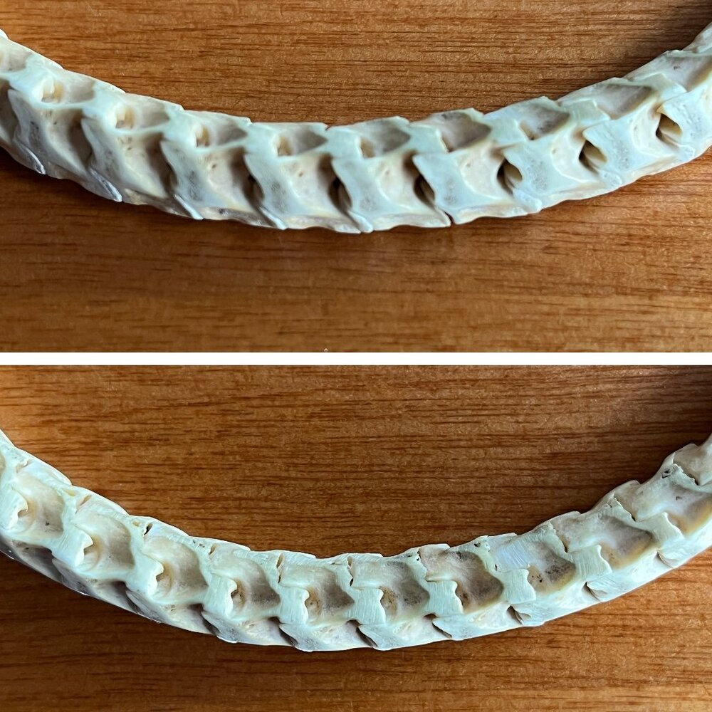 Snake Python Vertabrae Necklace Choker By Gretche… - image 8